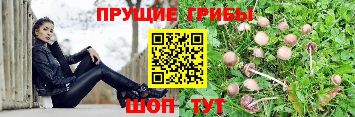 Кисловодск  Галлюциногенные грибы Magic Shrooms  Вход с VPN  Псилоцибиновые грибы Psilocybine cubensis 