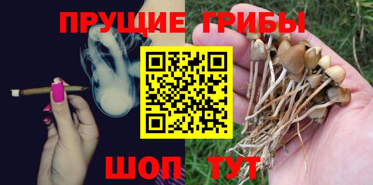Псилоцибиновые грибы Psilocybe Кисловодск